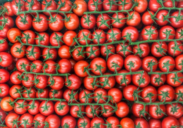 Odběr rajčat pro Vaše prodejny